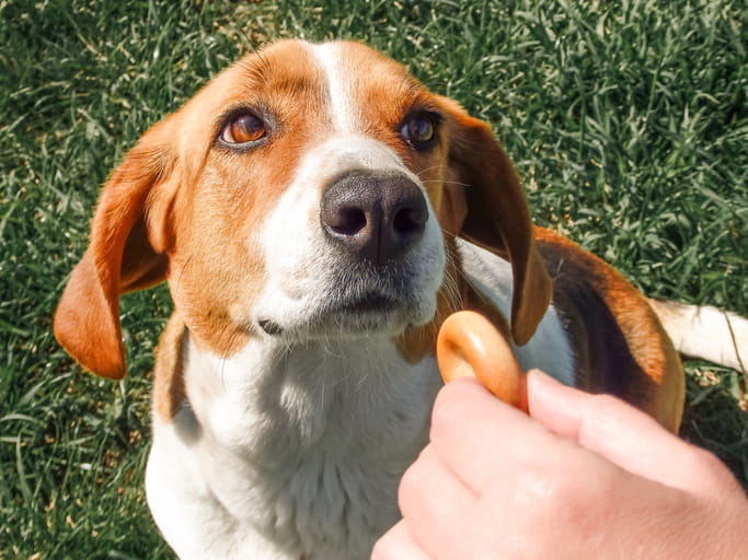 Pet owner using positive reinforcement training with rescue dog